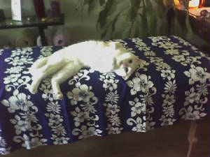 REIKICAT.JPG